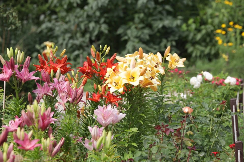 На территории Луганской Народной Республики ожидается переменная облачность