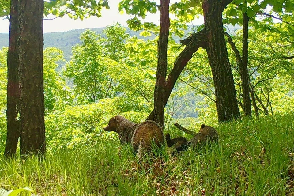 Уникальные кадры были получены сотрудниками научного отдела нацпарка. Фото: пресс-служба ФГБУ «Земля леопарда»