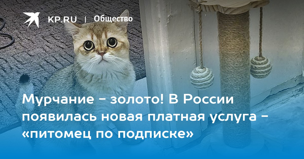 Кошки, собаки и даже сурикаты по подписке: новый тренд на рынке домашних животных в России