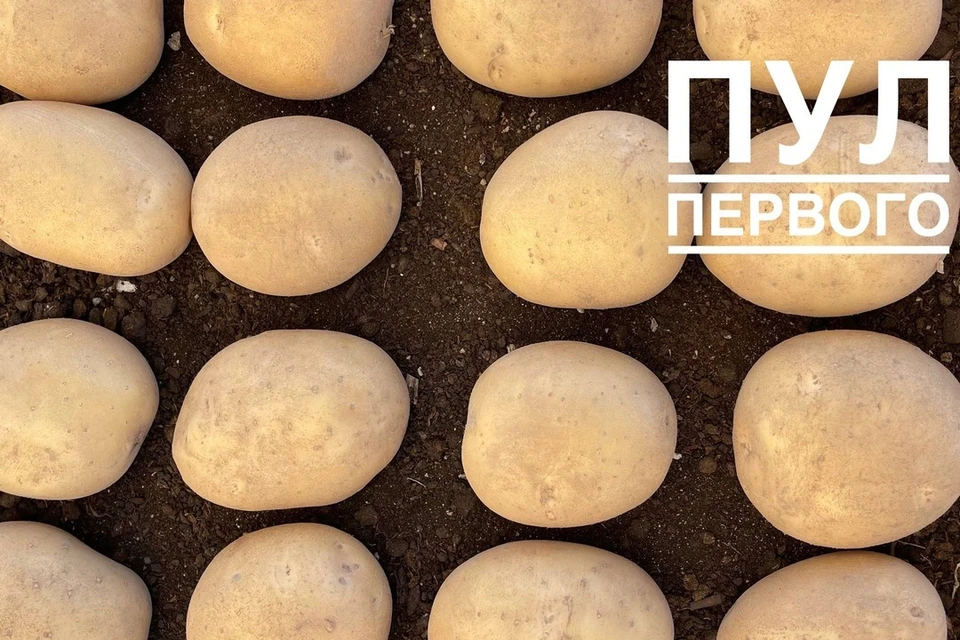 Лукашенко посещает Могилевскую область 28 августа из-за картофеля. Фото: телеграм-канал «Пул Первого»