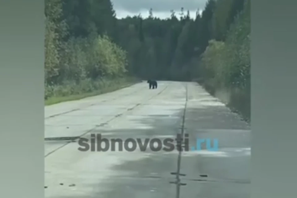 Фото: sibnovosti.ru