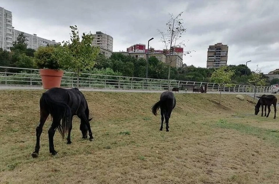 В Кисловодске очередной случай бесконтрольного выпаса сельхозживотных. Фото: мэрия Кисловодска.