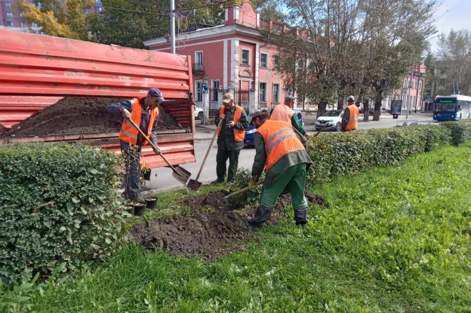 После высадки кустарников начнут высаживать деревья