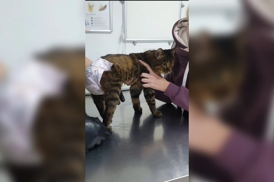 Кот, которого сбросили в 5-го этажа, пошел на поправку и уже сам передвигается. Фото: социальные сети приюта "Кошкин дом"