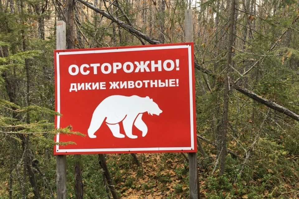 Два случая выхода медведя зафиксировали недалеко от Усть-Илимска