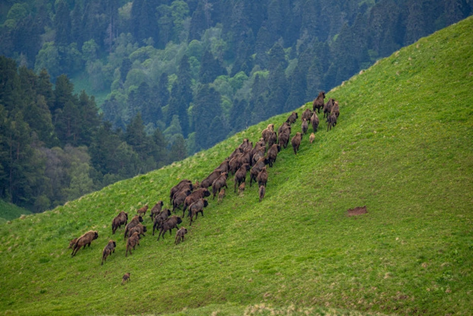 Группа из 53 зубров на склоне горы Дзювя. Фото: t.me/kavkazzapoved