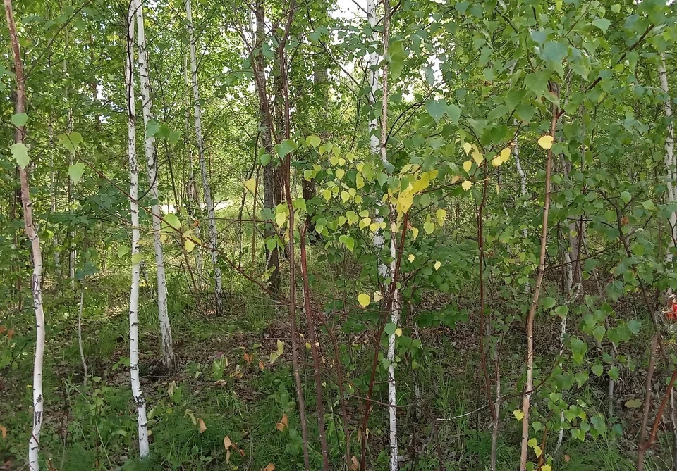 Погода на Ямале с 15 по 21 сентября