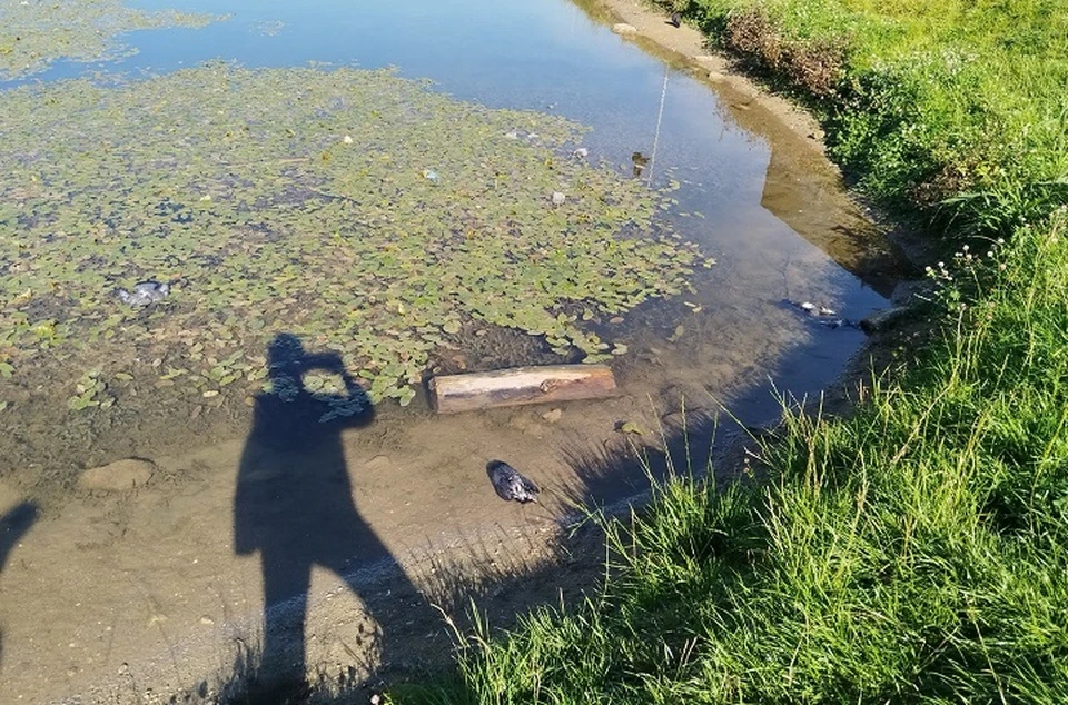 В Ивняках гибнут голуби. ФОТО: группа "Подслушано Ивняки / Ярославский район" ВКонтакте