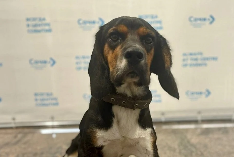 Брошенный пес получил новое имя. Фото: пресс-служба аэропорта Сочи