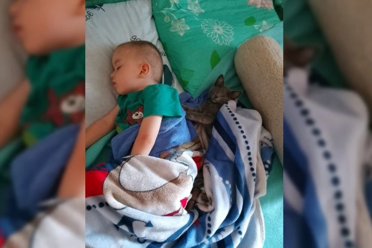 Артемке подарили котенка: как живет мальчик из Энергодара, которому помогают крымчане