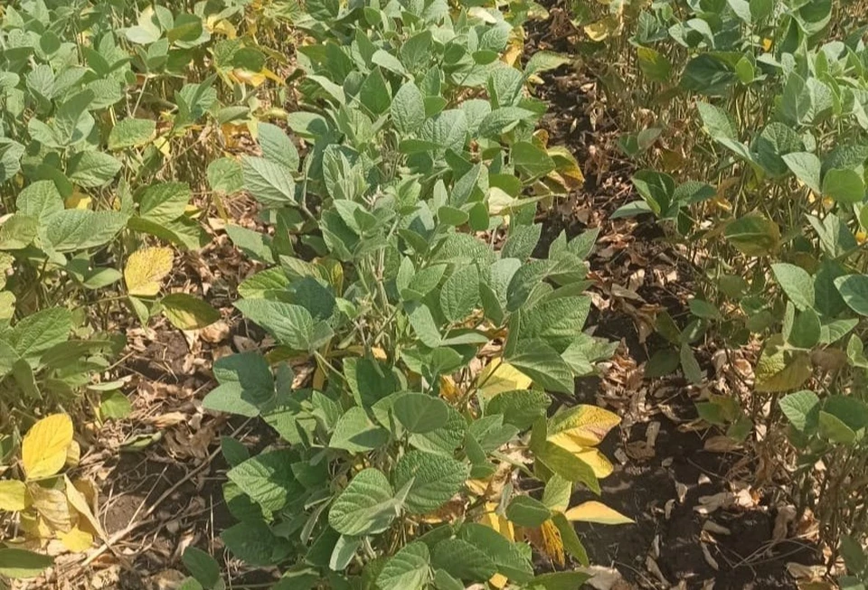 Фото: минсельхоз СК