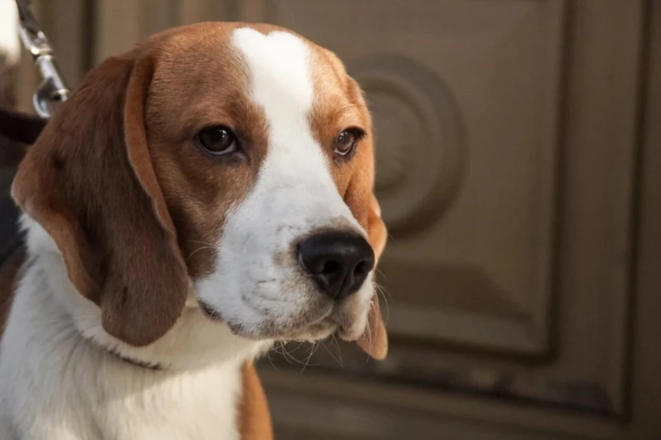 Госдума РФ одобрила в первом чтении запрет выгула опасных собак детьми и пьяными