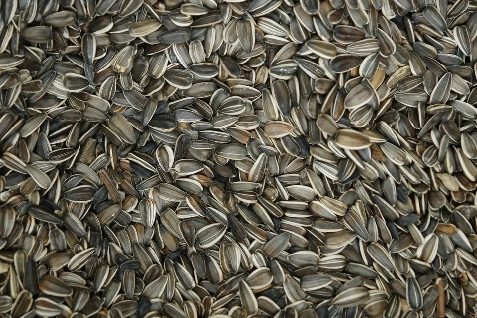 Россиянам рассказали, сколько семечек можно съедать за один прием