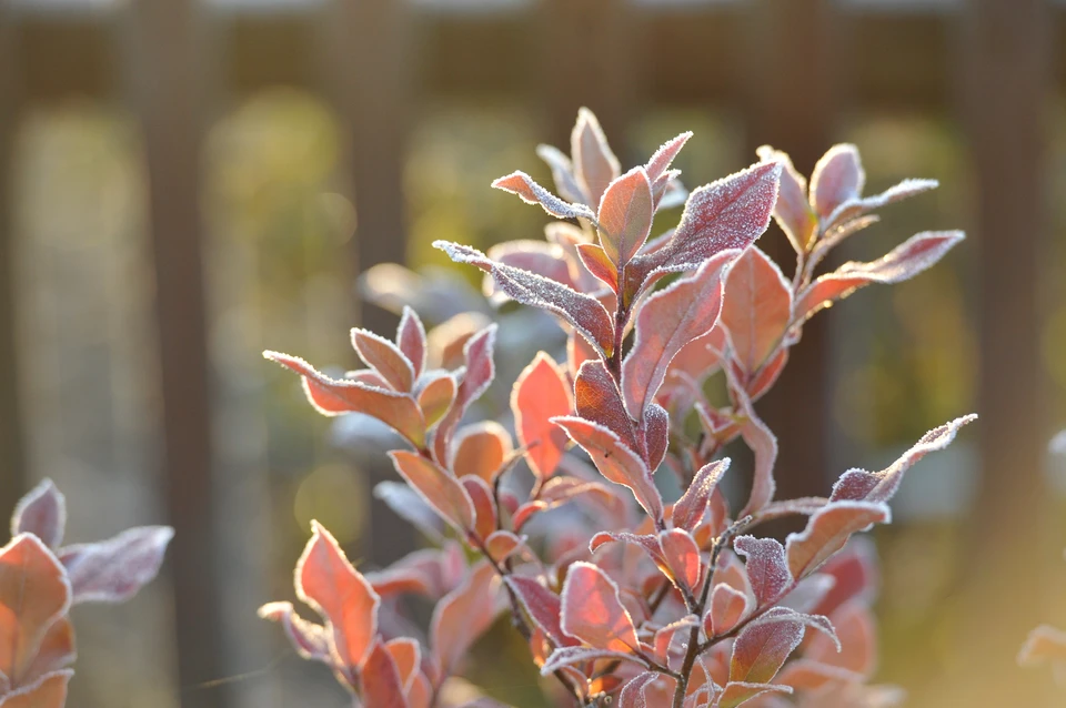 На выходных в Ставропольском крае ожидаются первые заморозки