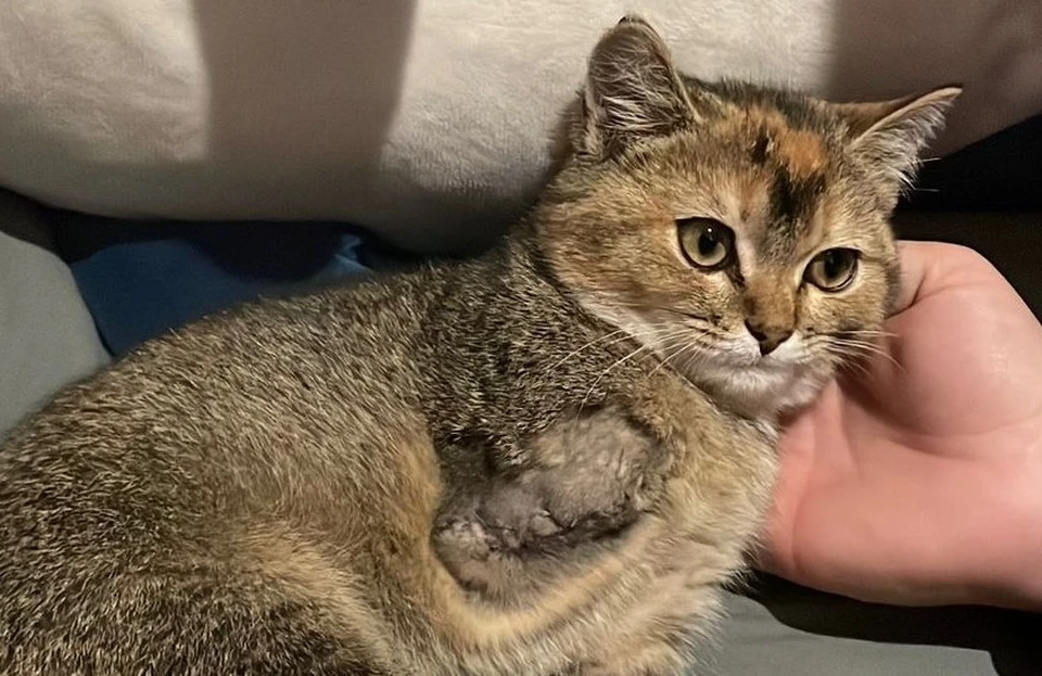 У этого котенка кость была перебита в двух местах.