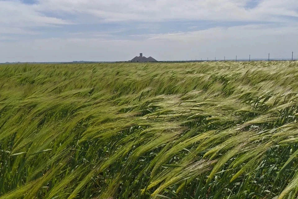 В ДНР ввели режим ЧС в сельском хозяйстве из-за засушливого лета. Фото: Филиал Россельхозцентра «Донецкий»