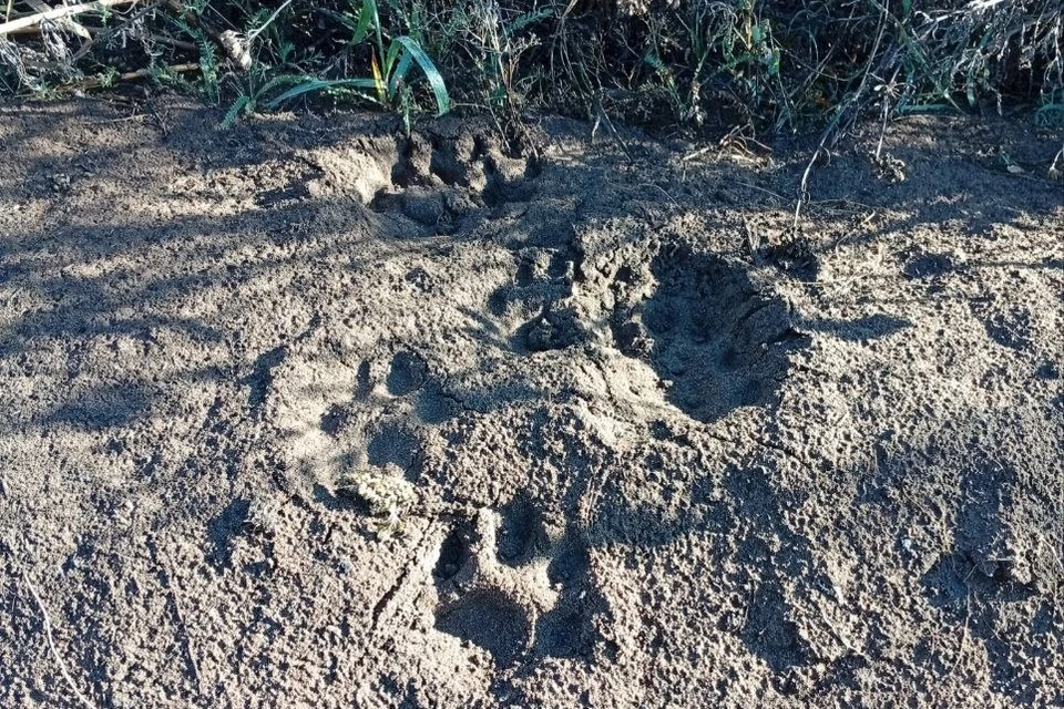Предположительно следы оставила целая семейная группа. Фото: нацпарк "Бузулукский бор"
