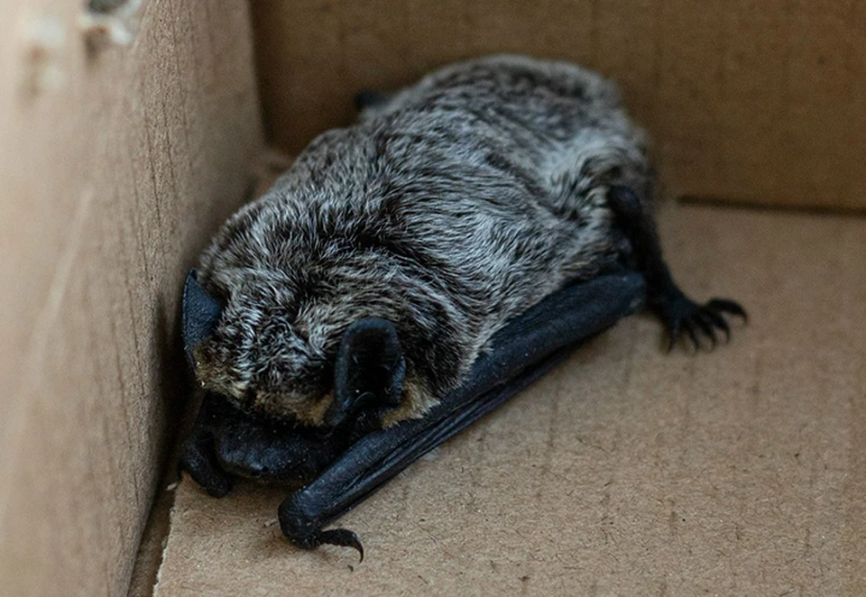 В Школе 800 ученики нашли притаившуюся летучую мышь. ФОТО: Школа 800.