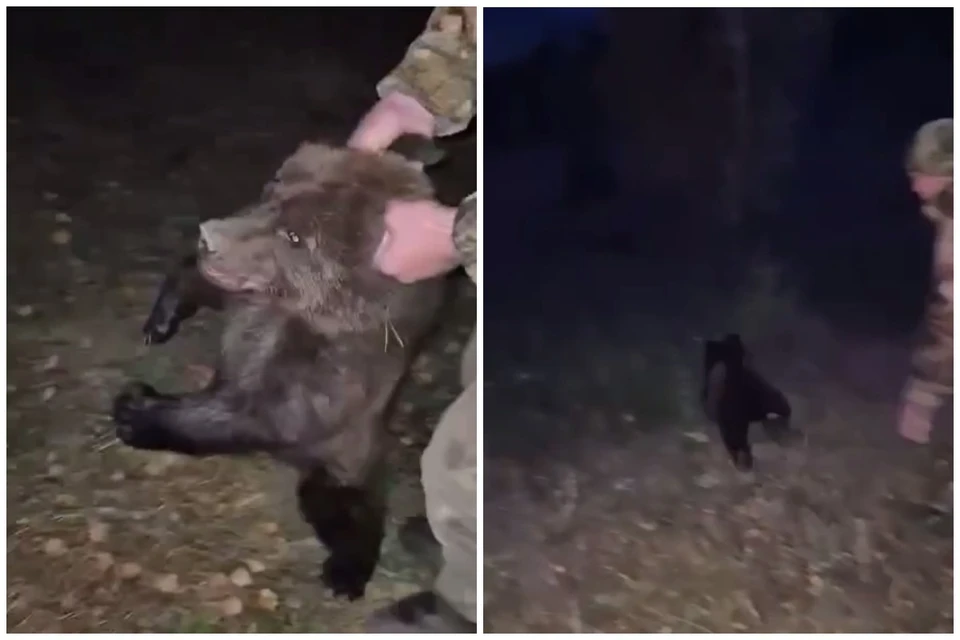 Фото: стоп-кадр видео Минприроды Хакасии