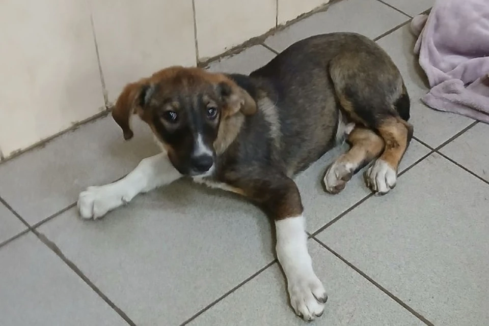 Неравнодушные горожане и ветеринары объединили усилия, чтобы оказать помощь животному, оказавшемуся в беде. Фото: Администрация Донецка