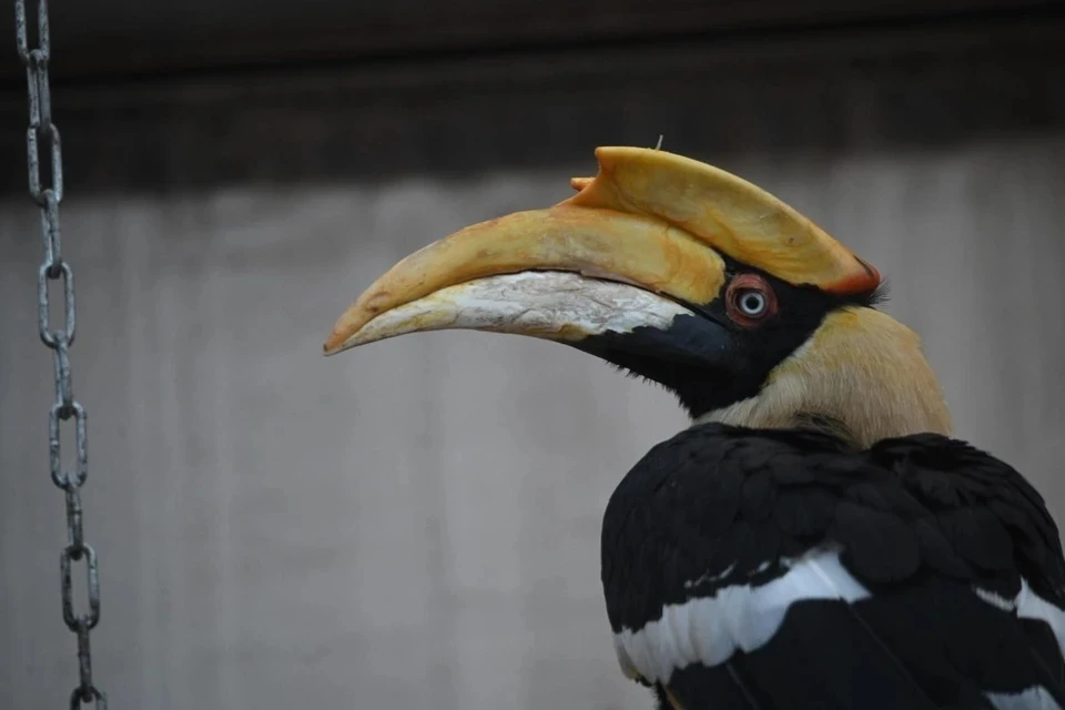 Шанти поймали: в Петербурге вернули в зоопарк самку большого индийского калао спустя четыре дня