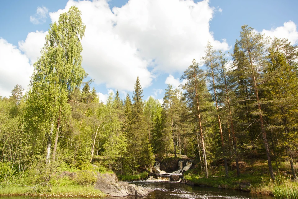 Зеленая территория вокруг Петербурга получится специальный статус.