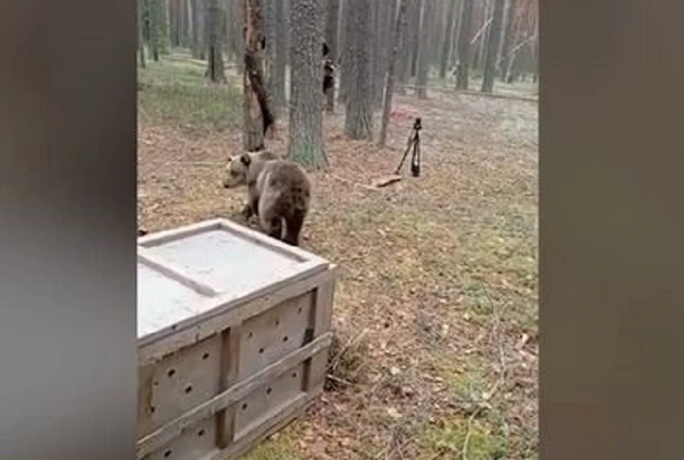 Кама не верит своим глазам. Фото: скрин с видео Минприроды Пермского края