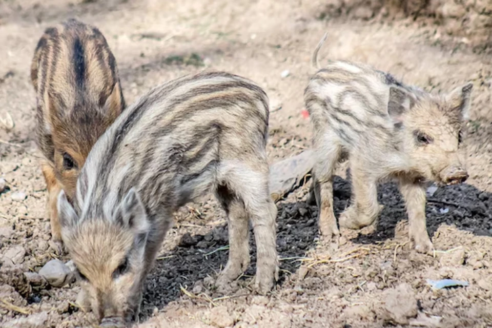 Стадо копытных малышей заметили возле Дороги на Каменку. Фото: ru.freepik.com