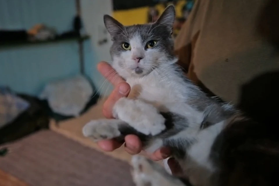 Котики - постоянные спутники российской армии. Фото: Народный фронт Запорожской области