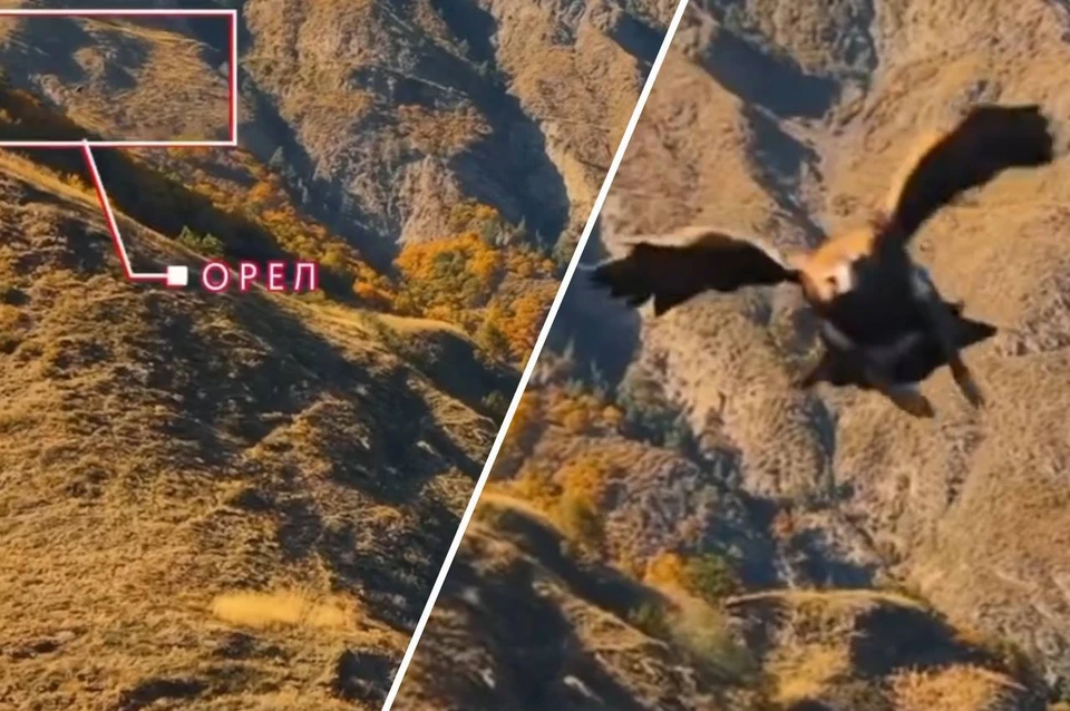 Орлу досталось от лопастей коптера. Фото: стоп-кадр видео Камиля Уздена