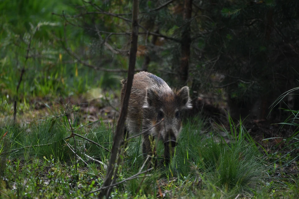 Численность кабанов в Пермском крае составляет более 1100 особей.