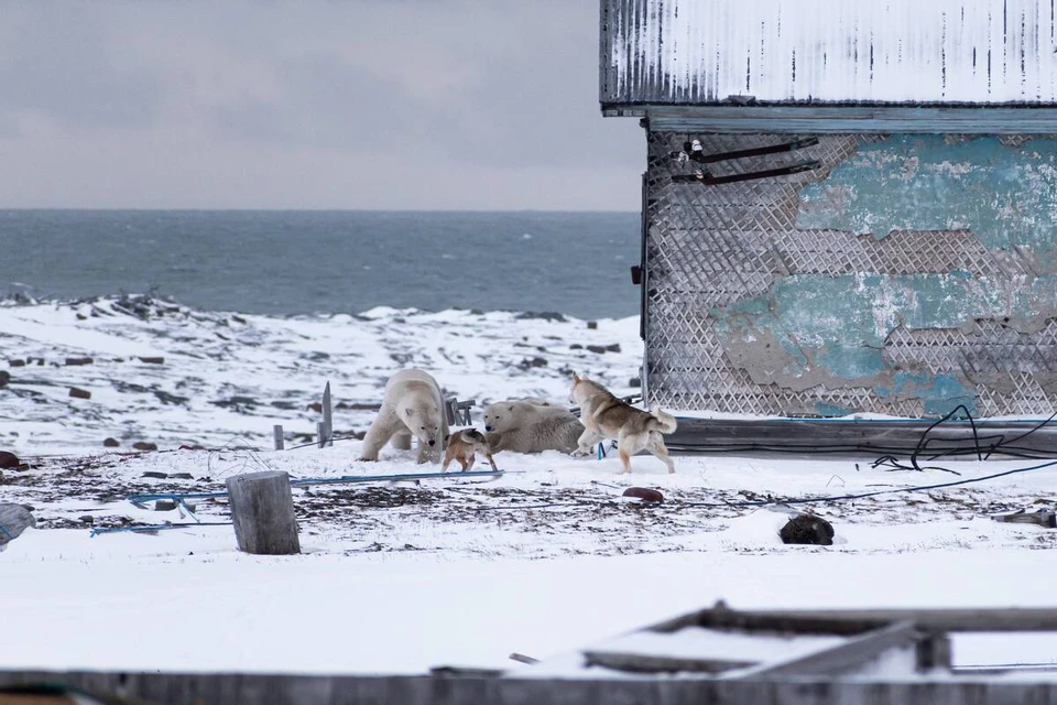 Белые медведи часто навещают метеорологов. Фото: телеграм-канал ArcticMann