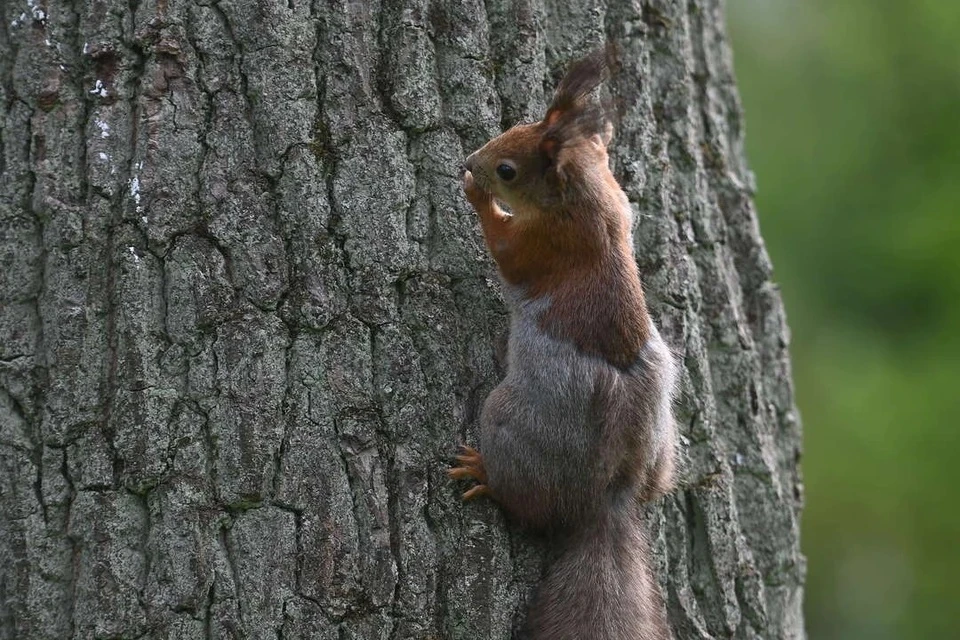 В Кировской области начался сезон охоты на семь видов животных 15 октября