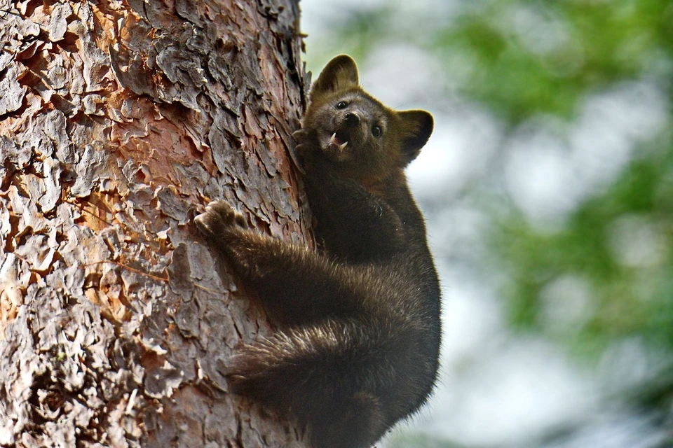Специалисты нацпарка «Шушенский бор» рассказали о юрком соболе. Фото: С. Чумаков
