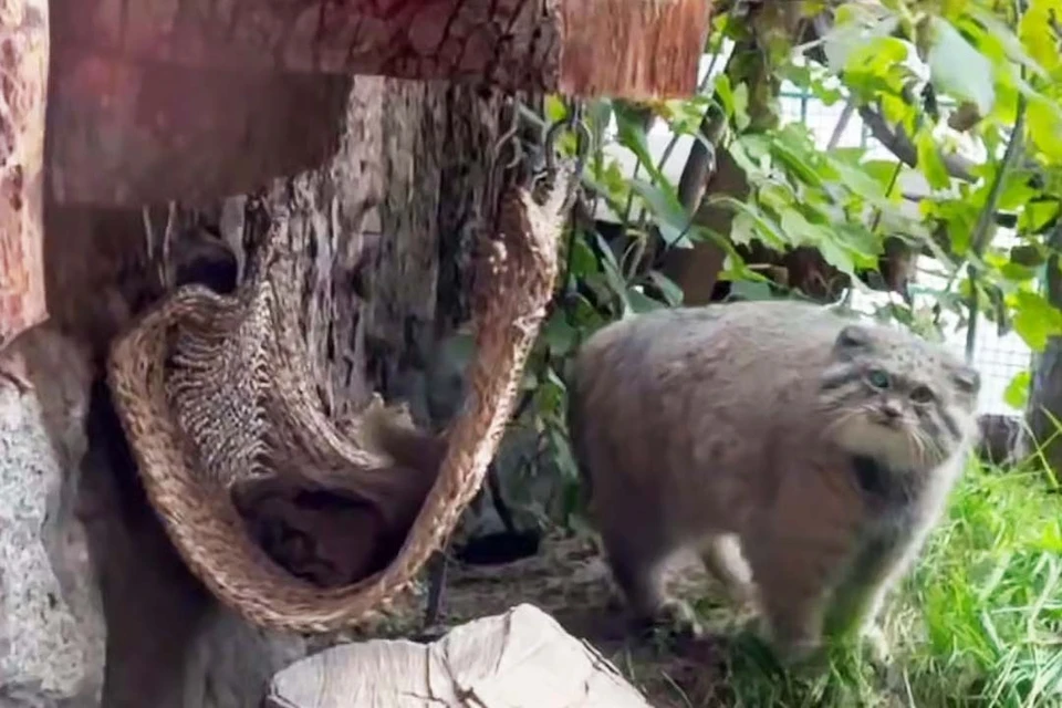 Скоро манул станет меньше есть и реже выходить к гостям. Фото: Ленинградский зоопарк