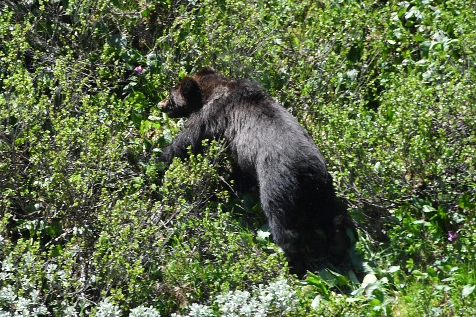 Медведь напал на бегуна и едва не оставил его без руки: конечность спас неожиданный элемент гардероба