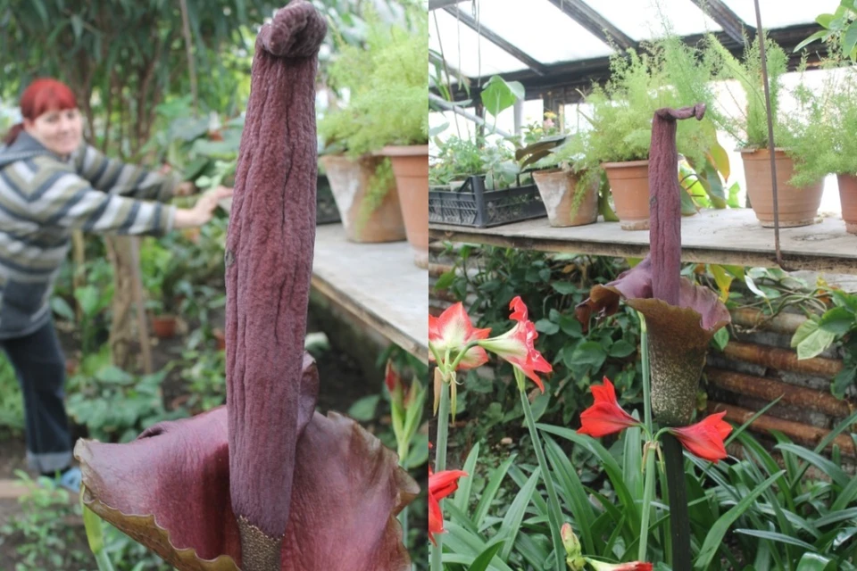 Не гигантский «титанум», а его азиатский «комнатный» вариант. Фото: Алтайский краевой детский экоцентр