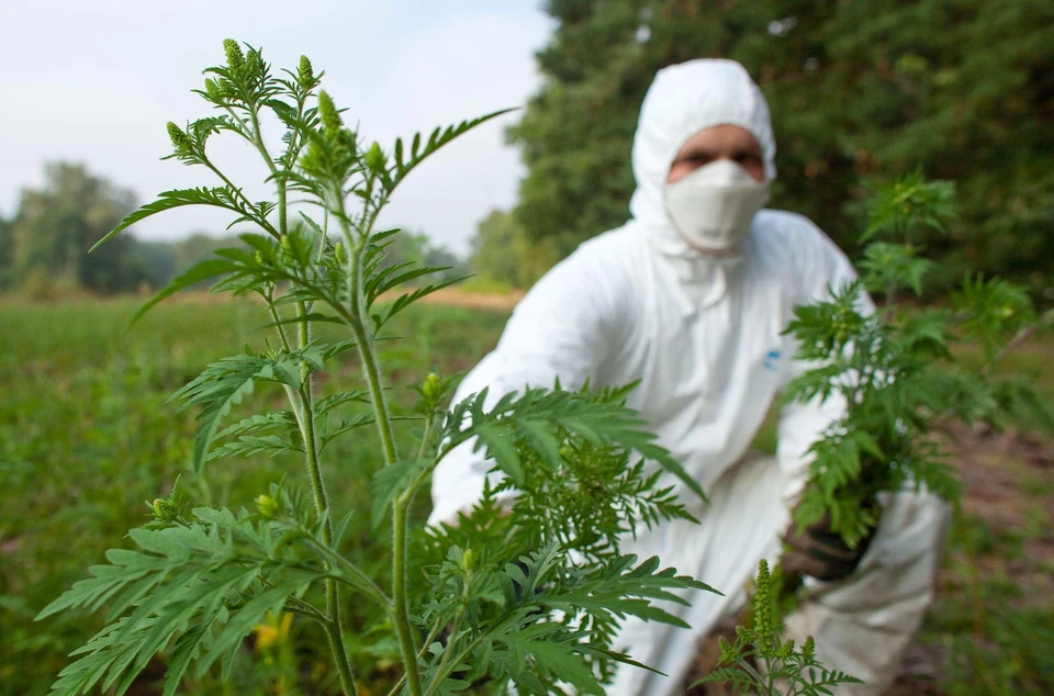 Помимо прочего, амброзия содержит горькие эфирные масла. Фото: администрация Ессентуков