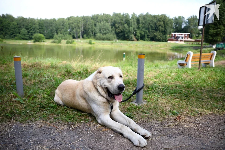 Налог для владельцев собак вырастет в Беларуси в 2026 году. Снимок носит иллюстративный характер.