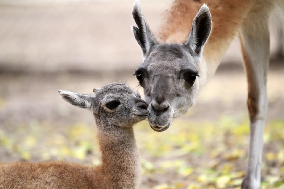В нижегородском зоопарке «Лимпопо» осенью сразу у трех пар обитателей родились малыши.