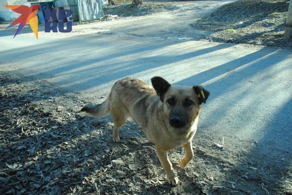 После укусов мальчик проходил лечение в медицинском учреждении и испытал сильный стресс.