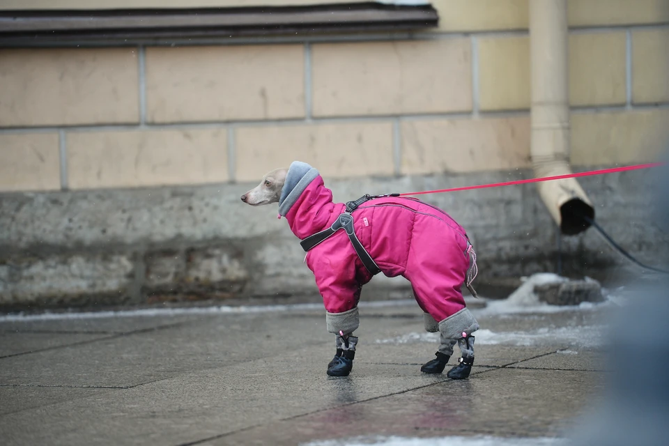 Зимой мерзнут все. Даже собачки