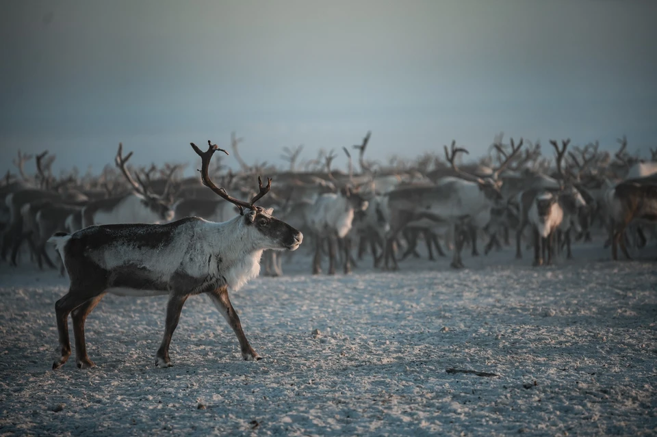 Фото: Андрей Сорокин. ЯСИА