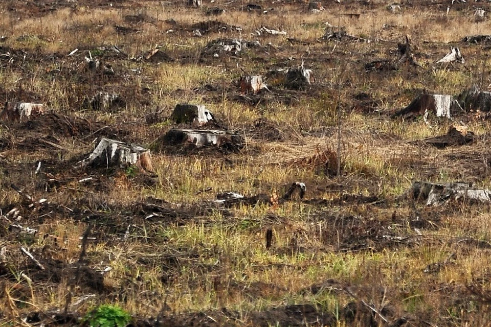 Было уничтожено свыше 180 зеленых насаждений.