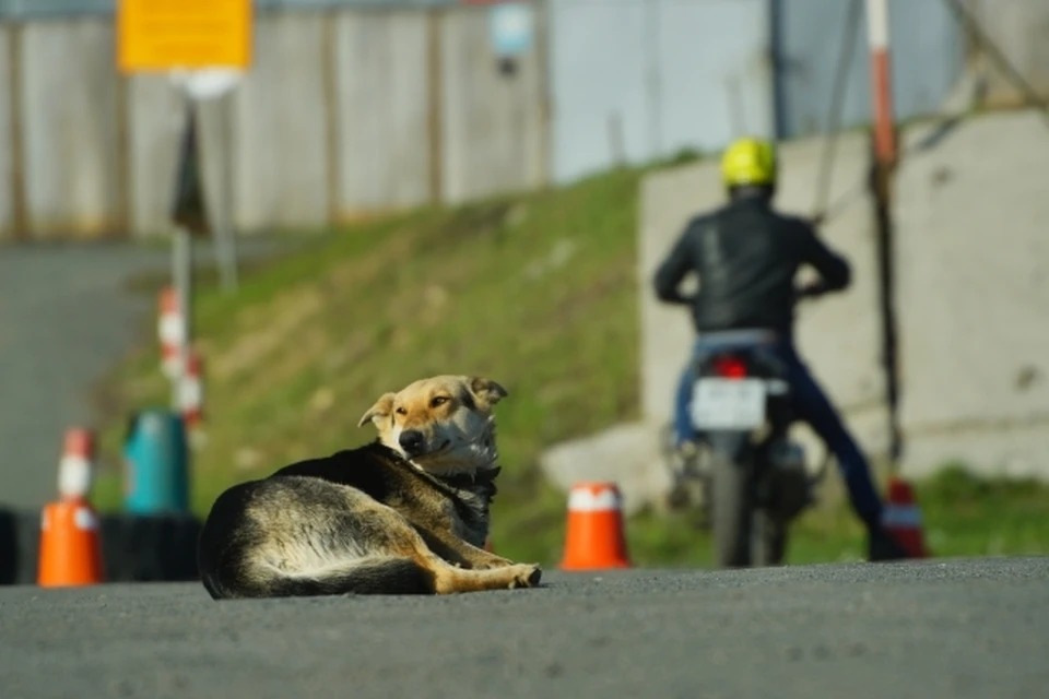 Фото: архив КП.