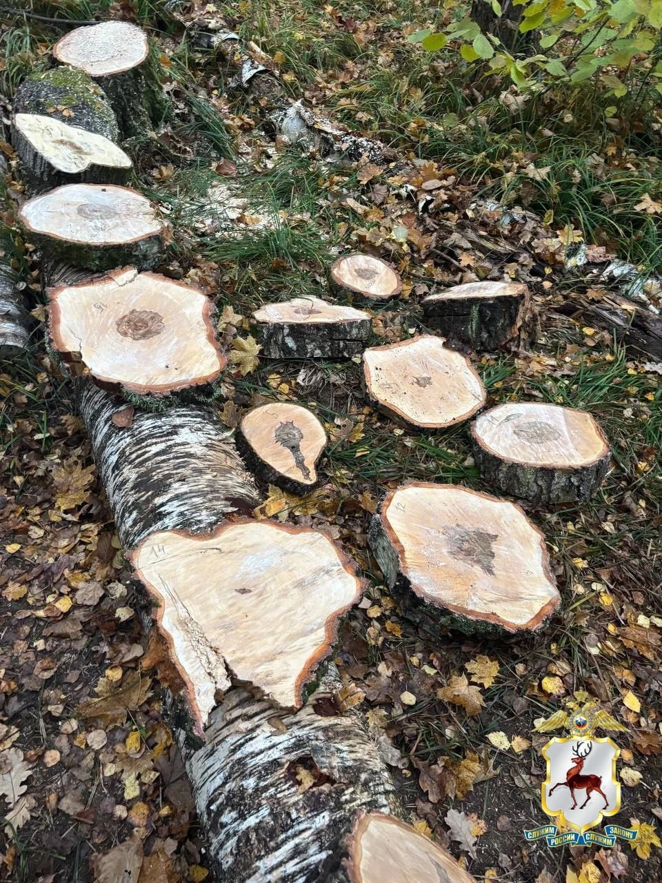 Кстовский мотоциклист вырубил лес для создания трассы и получил уголовное дело.