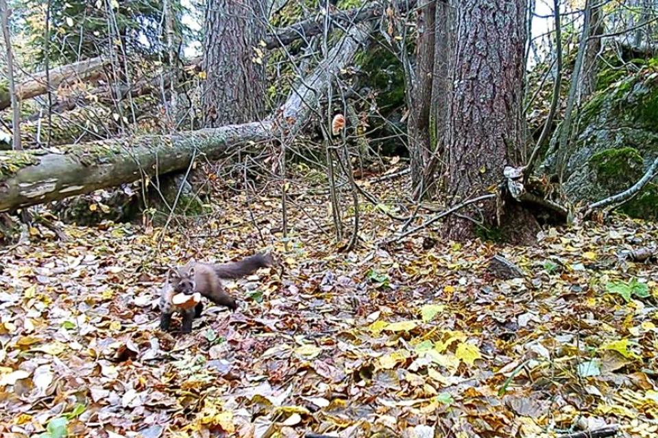 Хищница попалась днем. Фото: t.me/kazdoytvaripopare