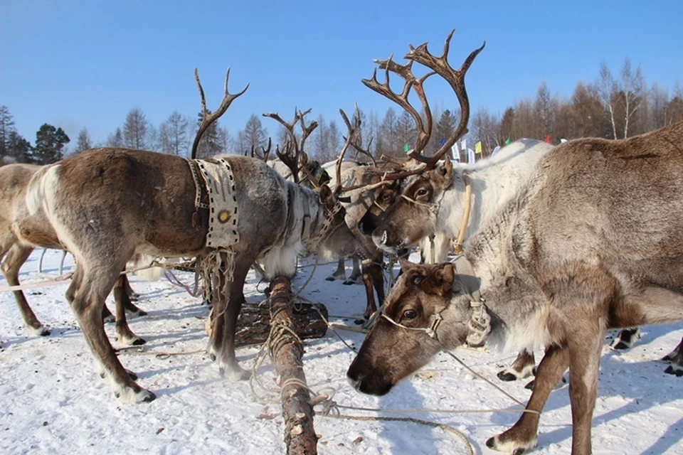 Рейды против браконьеров на путях миграции оленя начались в Якутии