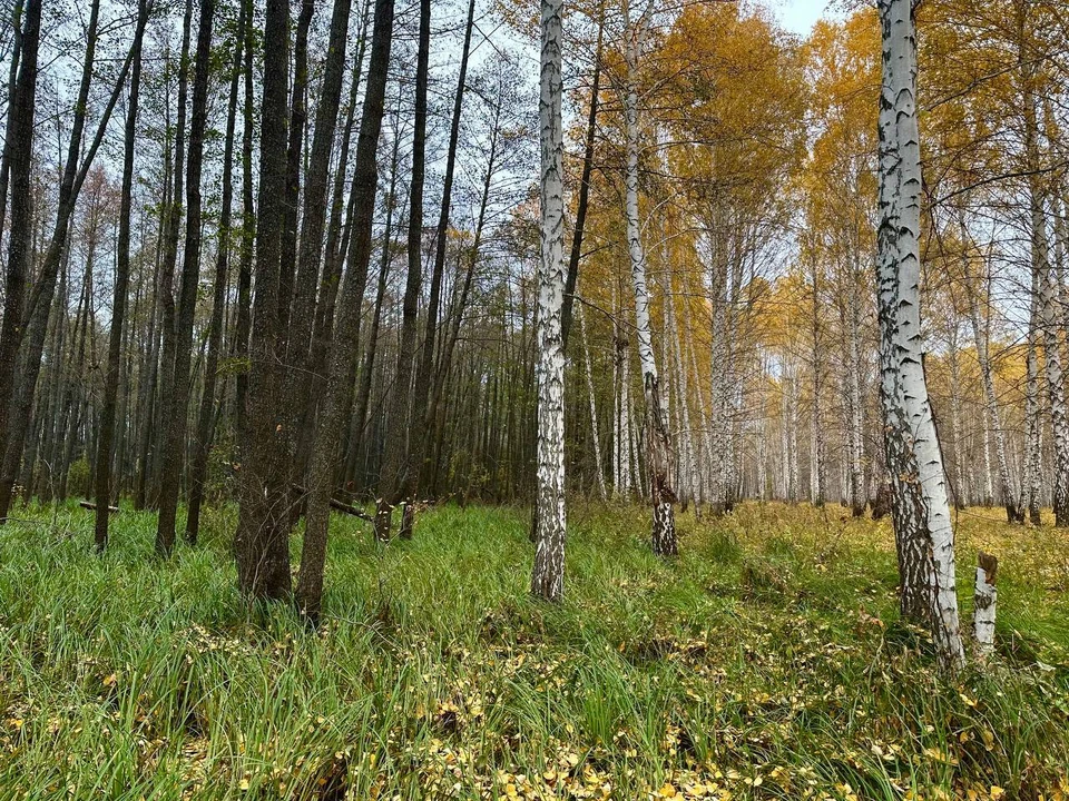 Подобные болотные экосистемы играют ключевую роль в сохранении климата на планете. Фото: «Бузулукский бор»