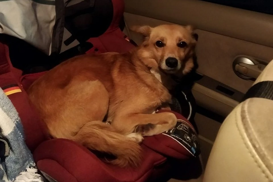 Всю дорогу домой Буся скулила. Фото: личный архив